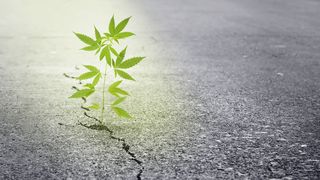 Illustration of a cannabis plant sprouting through a crack in the pavement